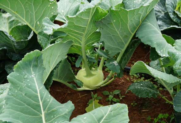 最新芥菜種,小巷深處的味覺盛宴