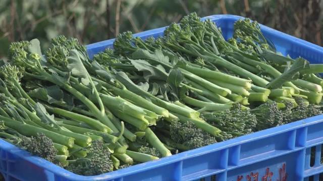 最新芥蘭,蔬菜的魅力令人陶醉??