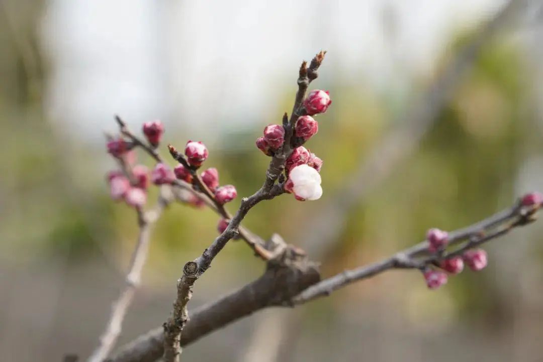 最新測桃花之旅,探尋自然美景的心靈之旅