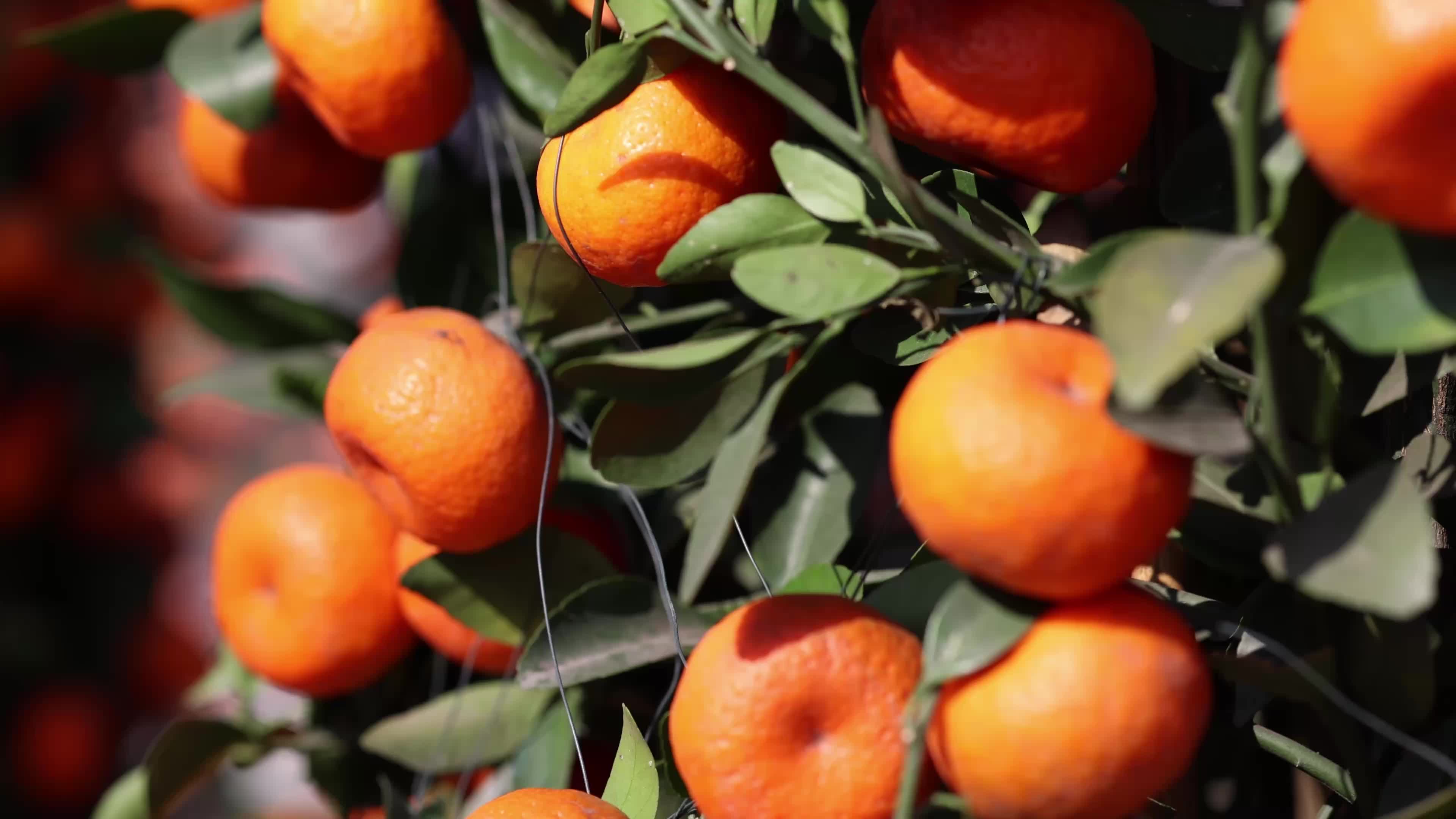 探索小巷深處的特色小店,最新桔子視頻帶你領(lǐng)略味蕾奇跡