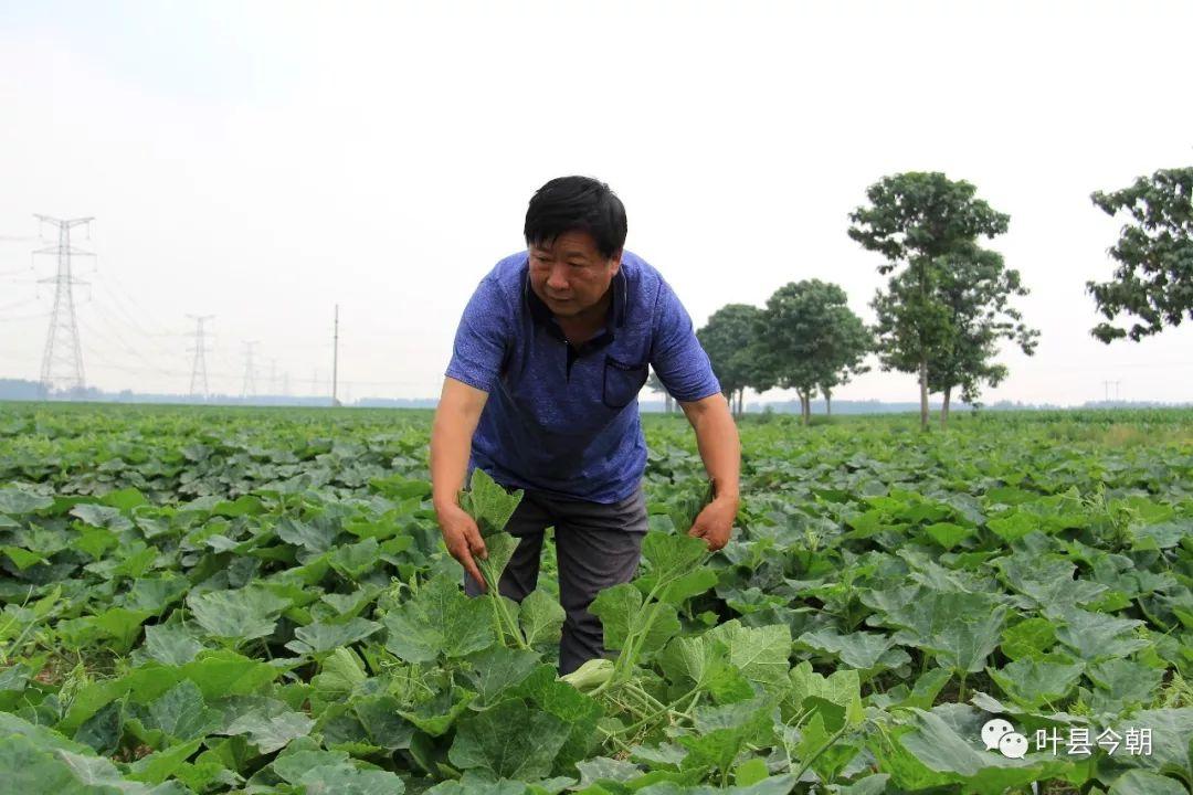 小巷深處的味覺奇遇,最新倭瓜價格揭秘