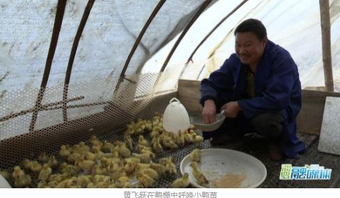 鴨苗最新動(dòng)態(tài)與行業(yè)趨勢(shì)概述,洞悉發(fā)展,掌握未來(lái)