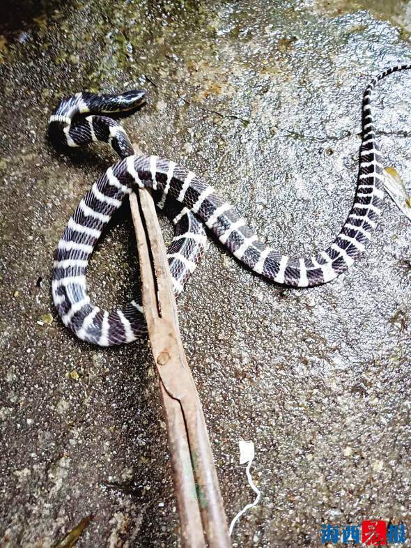 最新蛇事件應(yīng)對(duì)指南,應(yīng)對(duì)技能學(xué)習(xí)與步驟詳解