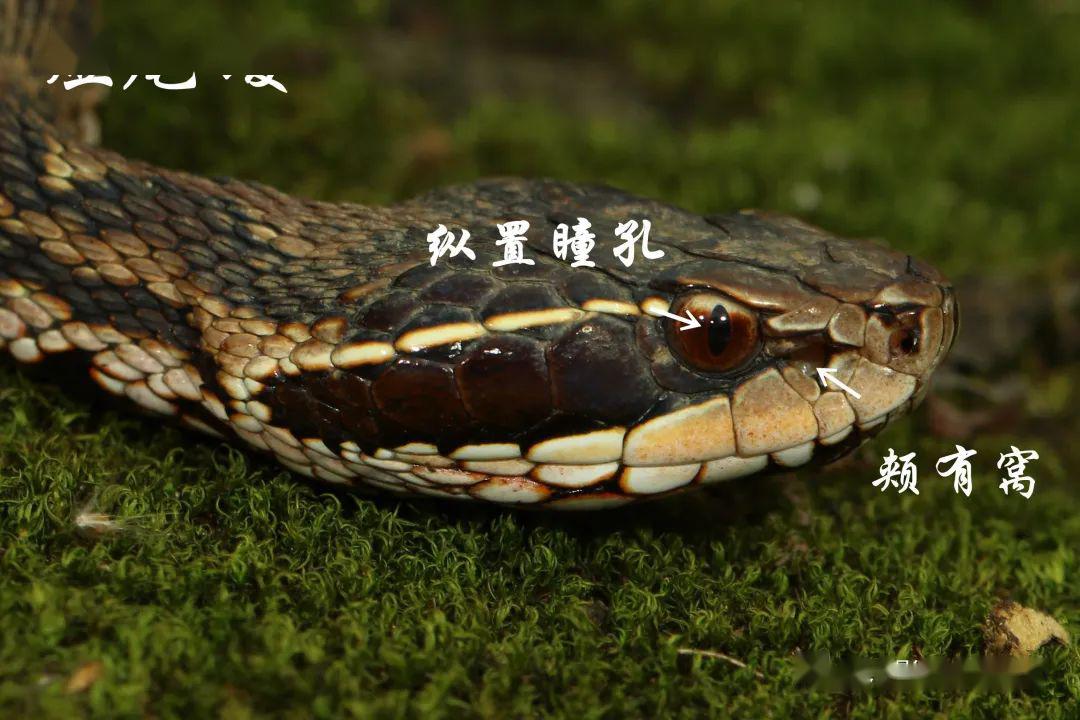 最新蛇事件應對指南,應對技能學習與步驟詳解