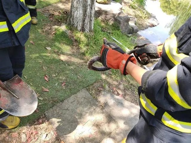 最新蛇事件應對指南,應對技能學習與步驟詳解