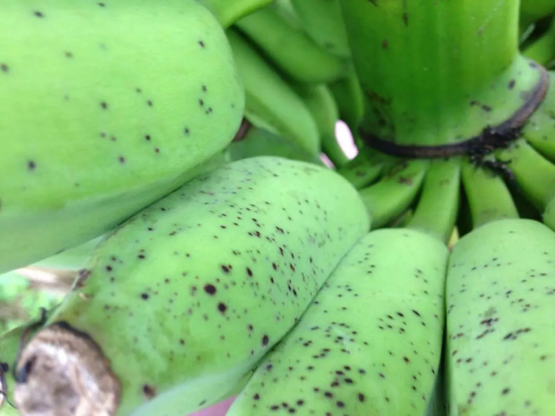 最新香蕉病毒，農業威脅的多維透視