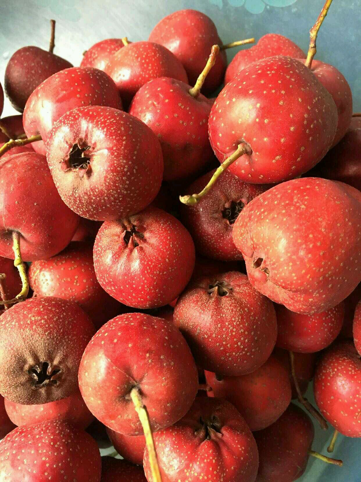 山楂勵志之旅,一顆學習之果的成長故事