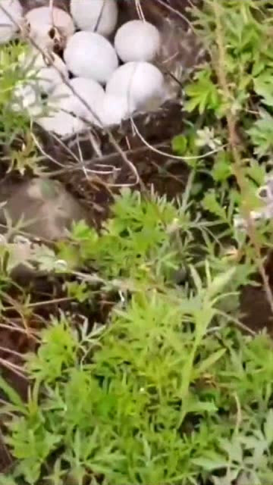 鴨子窩最新動(dòng)態(tài)，學(xué)習(xí)變化與自信成就感的源泉