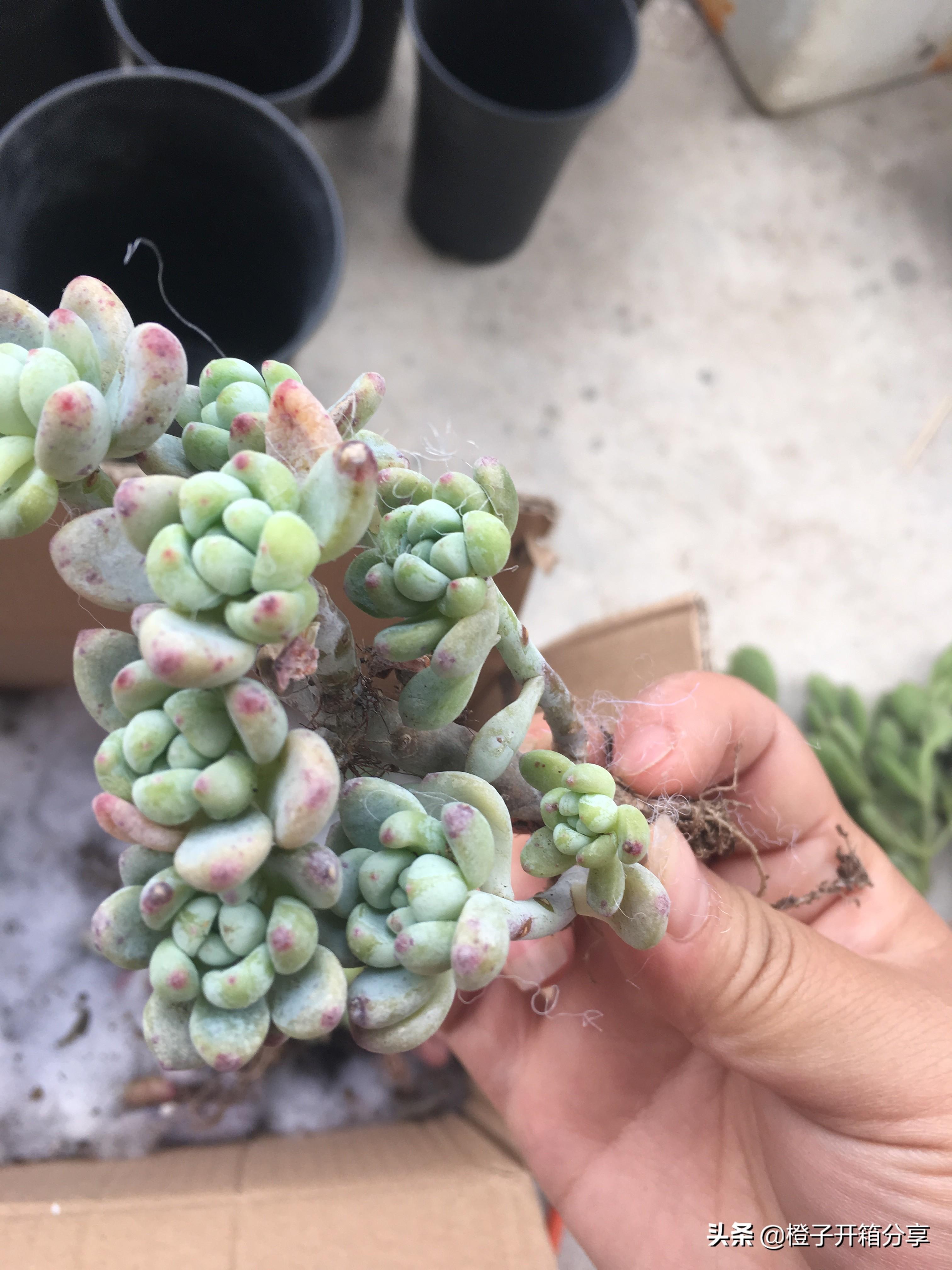 老橙子最新，革新典范的高科技產品，引領未來生活新潮流的領導者