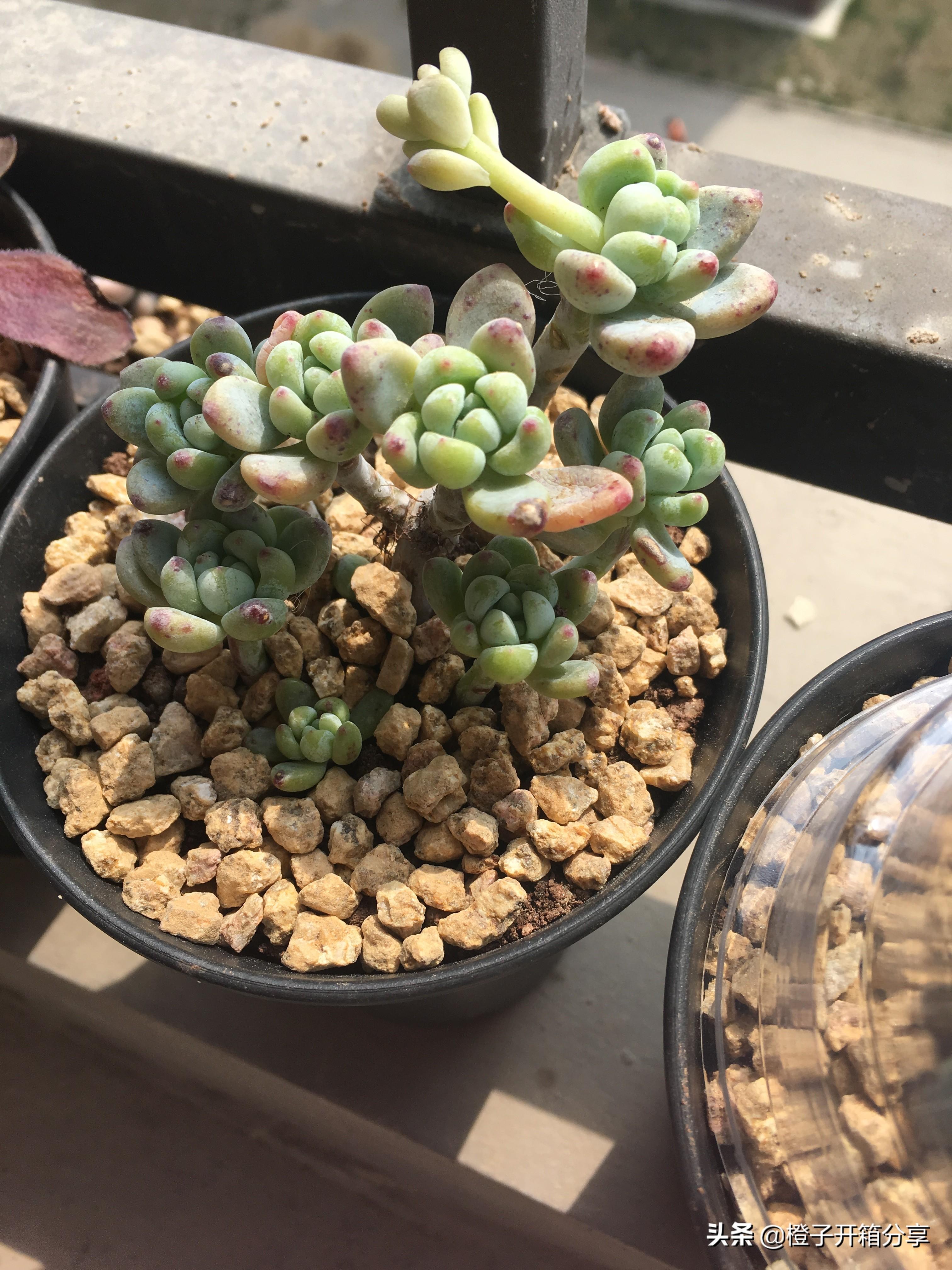 老橙子最新,革新典范的高科技產(chǎn)品,引領(lǐng)未來(lái)生活新潮流的領(lǐng)導(dǎo)者