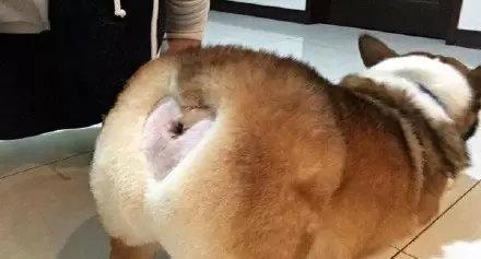 最新柯基犬,犬界新星,魅力解讀三大要點