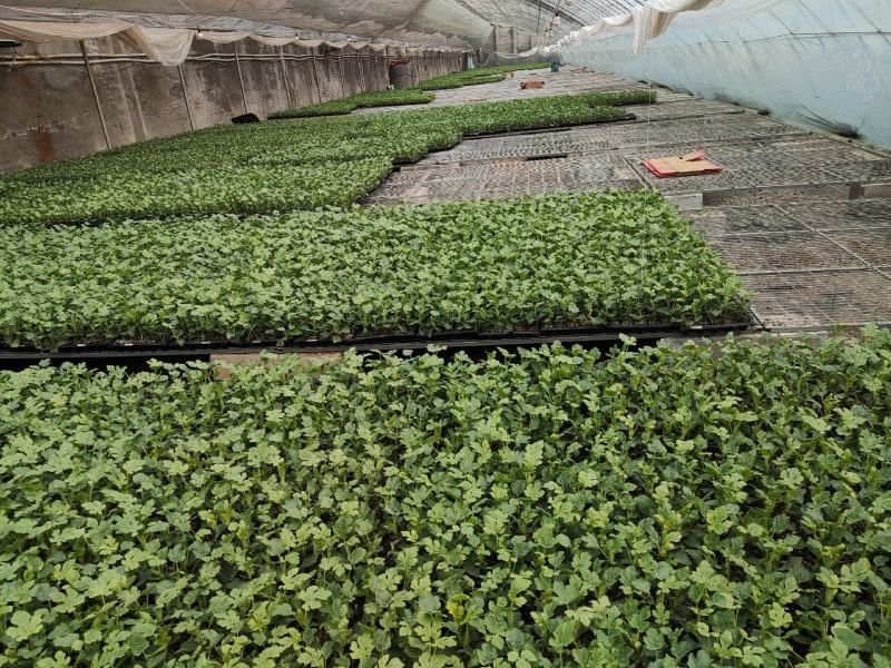 科技之光引領未來潮流,今日最新高科技產品介紹