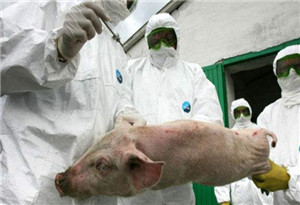 7月非洲豬瘟最新疫情與應對策略步驟指南