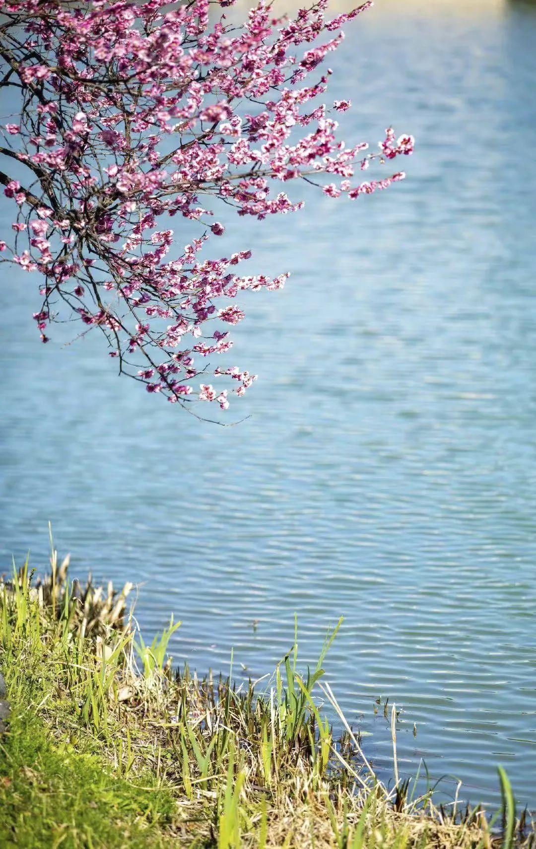 黃河鯤鵬最新動態，鯤鵬展翅，友情飛翔