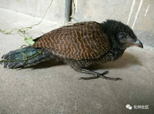 毛雞最新動(dòng)態(tài)報(bào)道??