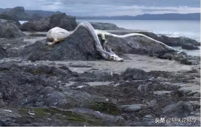 貴州龍叫事件揭秘,力量變遷與自信成就感的啟示