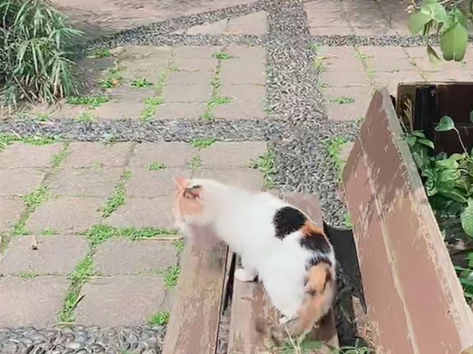 最新版貓咪云播,探索貓咪魅力世界的無限魅力???