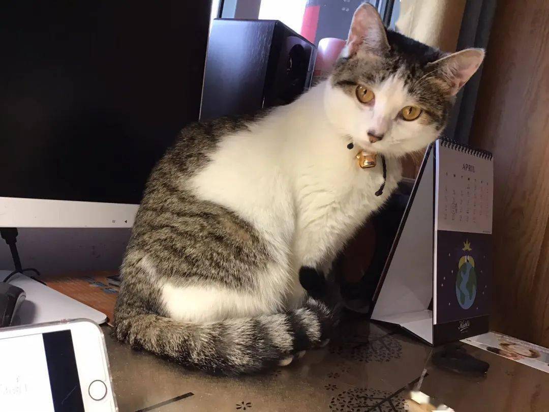 最新版貓咪云播,探索貓咪魅力世界的無限魅力???