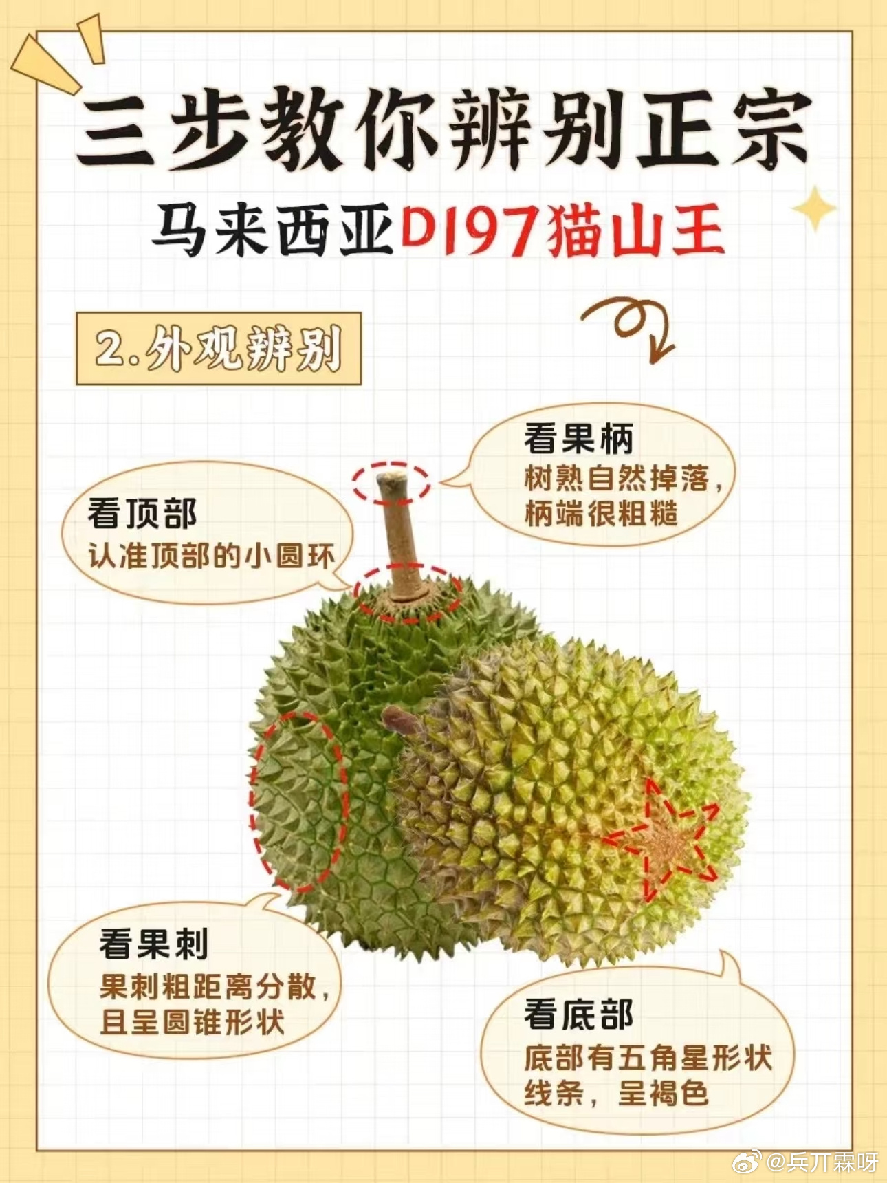 最新榴蓮手機發布,愛的連結與日常趣事的必備良伴