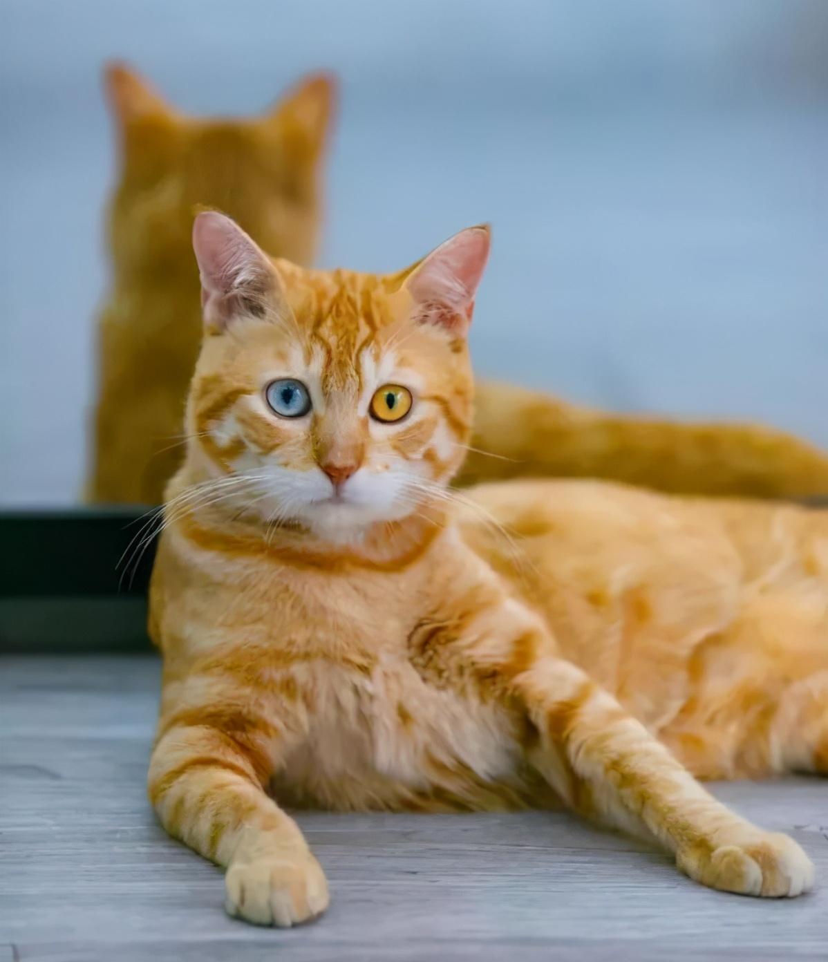 北京蛋殼公寓最新事件揭秘,公寓大揭秘引發關注熱議