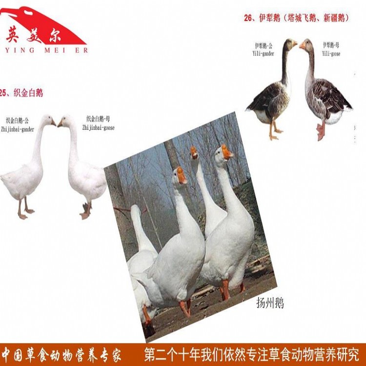 蒙鵝最新動態(tài)，自然美景探索之旅的心靈寧靜之旅