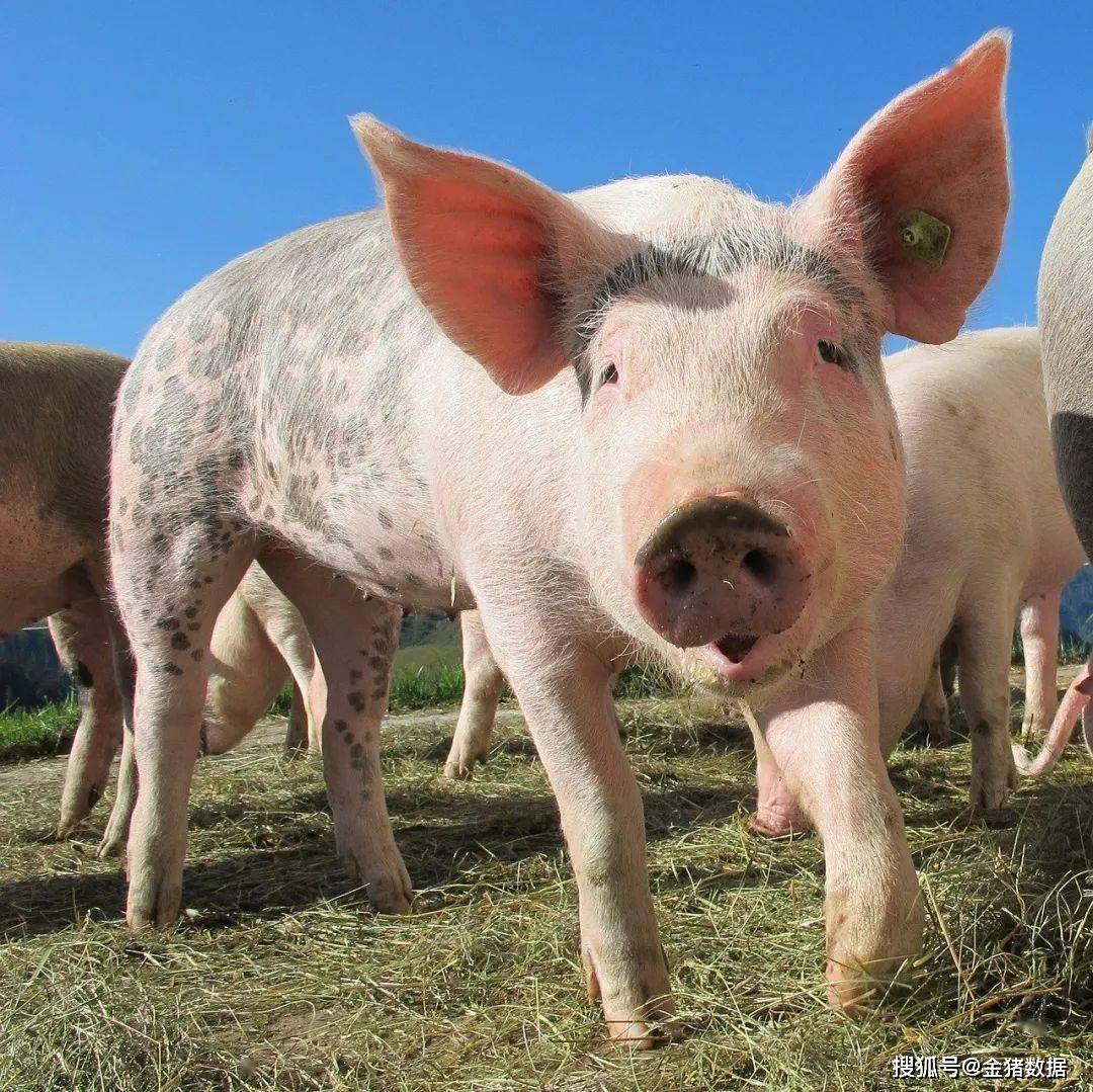 林蛙最新政策詳解,背景、進(jìn)展及其影響全面解析