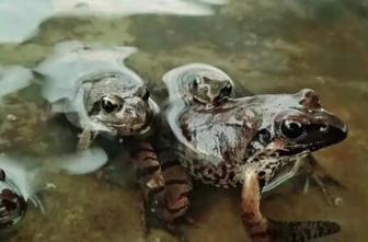 林蛙最新政策詳解,背景、進(jìn)展及其影響全面解析