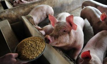 山東省最新豬價探秘,小巷豬肉香揭秘與市場價格動態(tài)