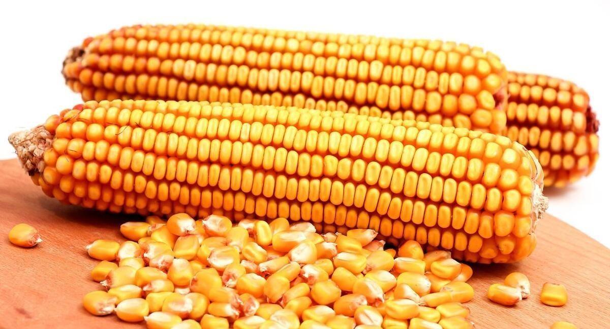 探尋小巷玉米寶藏,最新玉米價格一覽
