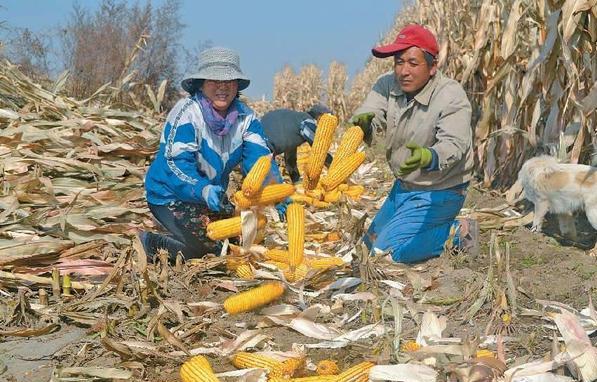 探尋小巷玉米寶藏,最新玉米價格一覽