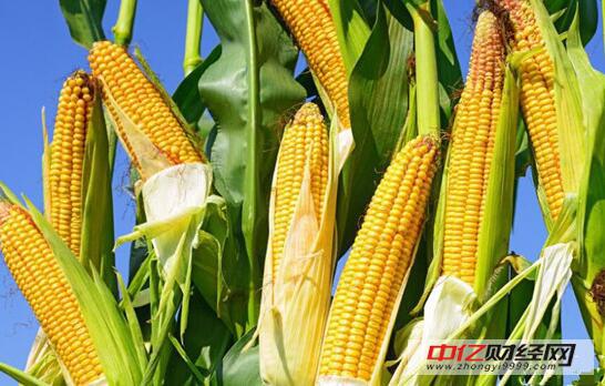 山東玉米最新動態與消息更新