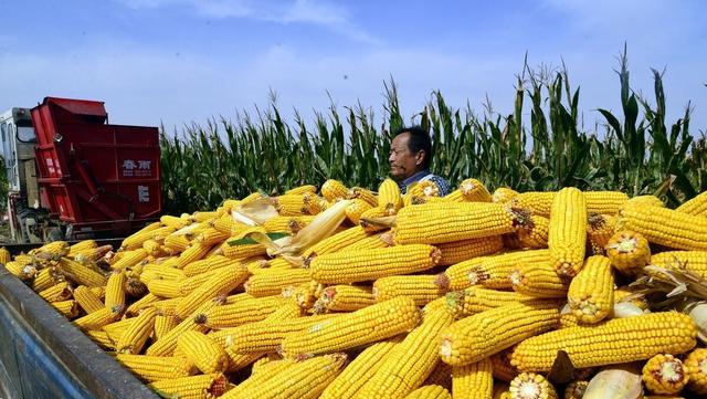 山東玉米最新動態與消息更新