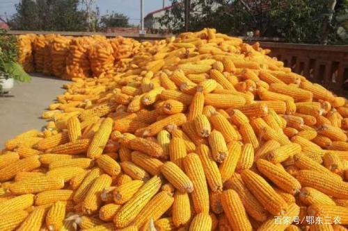 山東玉米最新動態與消息更新
